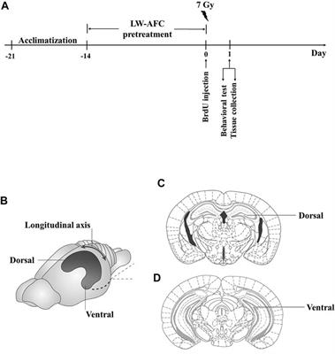 Active Fraction Combination From Liuwei Dihuang Decoction Improves Adult Hippocampal Neurogenesis and Neurogenic Microenvironment in Cranially Irradiated Mice